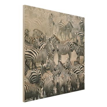 Quadro in legno - Zebra herd - Quadrato 1:1