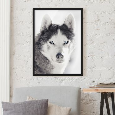 Poster con cornice - Ritratto di husky