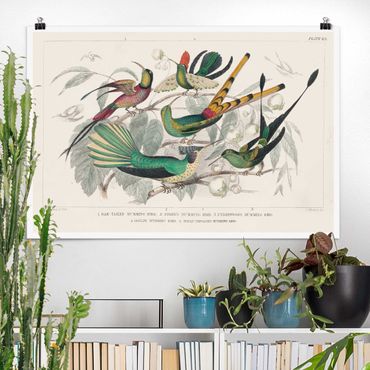 Poster riproduzione - Diagramma del colibrì