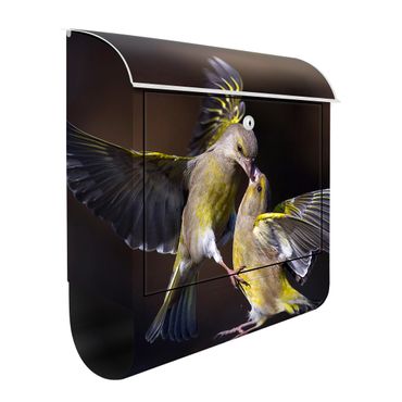 Cassetta postale - Bacio di colibrì