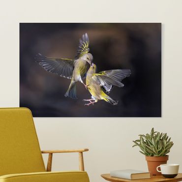 Quadro su tela - Bacio di colibrì