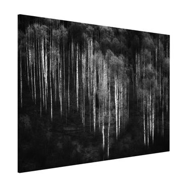 Lavagna magnetica - Foreste di betulle in Aspen - Formato orizzontale 3:4