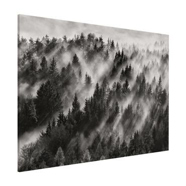 Lavagna magnetica - Raggi Luce nella foresta di conifere - Formato orizzontale 3:4