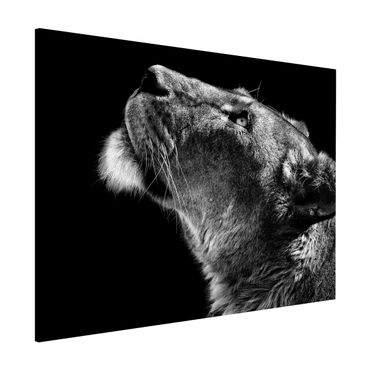 Lavagna magnetica - Ritratto di una leonessa - Formato orizzontale 3:4
