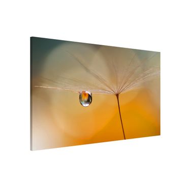 Lavagna magnetica - Dandelion in Orange - Formato orizzontale 3:2