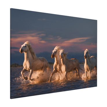 Lavagna magnetica - Cavalli selvaggi in Kamargue - Formato orizzontale 3:4