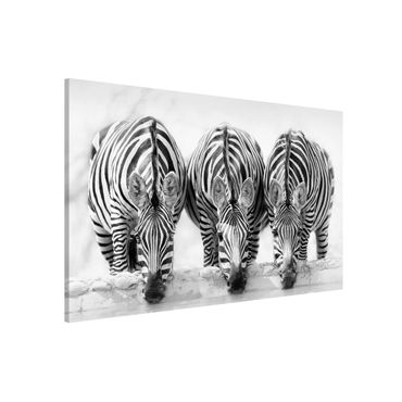 Lavagna magnetica - Zebra Trio in bianco e nero - Formato orizzontale 3:2