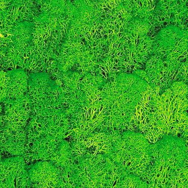 Pannello fonoassorbente - Parete di muschio verde erba - 52x52 cm