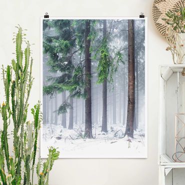 Poster - Conifere d'inverno