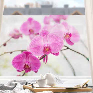 Decorazione per finestre - Primo piano orchidea