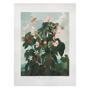 Stampa su tela - Oblique leafed Begonia