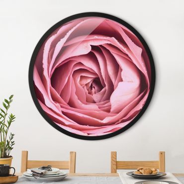 Quadro rotondo incorniciato - Pink Rose Blossom