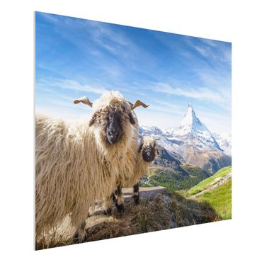 Stampa su Forex - Pecore naso nero di Zermatt - Formato orizzontale 4:3