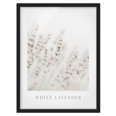 Poster con cornice - Lavanda bianca