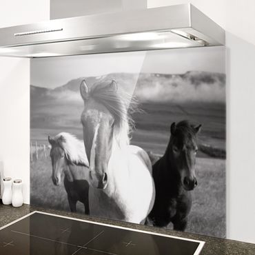 Paraschizzi in vetro - Cavalli selvaggi in bianco e nero - Formato orizzontale 4:3