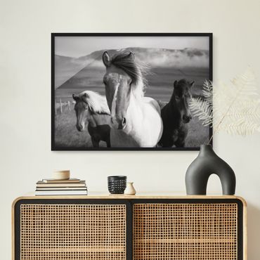 Poster con cornice - Cavalli selvaggi in bianco e nero