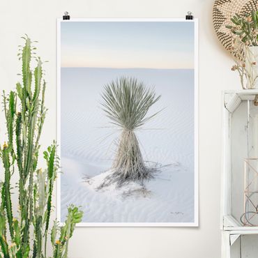 Poster riproduzione - Palma Yucca nella sabbia bianca
