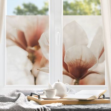 Decorazione per finestre - Fioriture di magnolia delicate nel gioco di luce