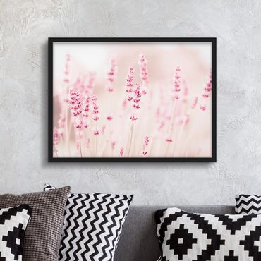 Poster con cornice - Lavanda delicata rosata