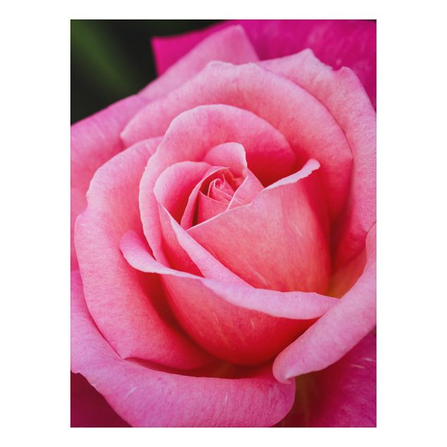 Stampa su alluminio spazzolato - Pink Rose Bloom di fronte al verde - Verticale 4:3