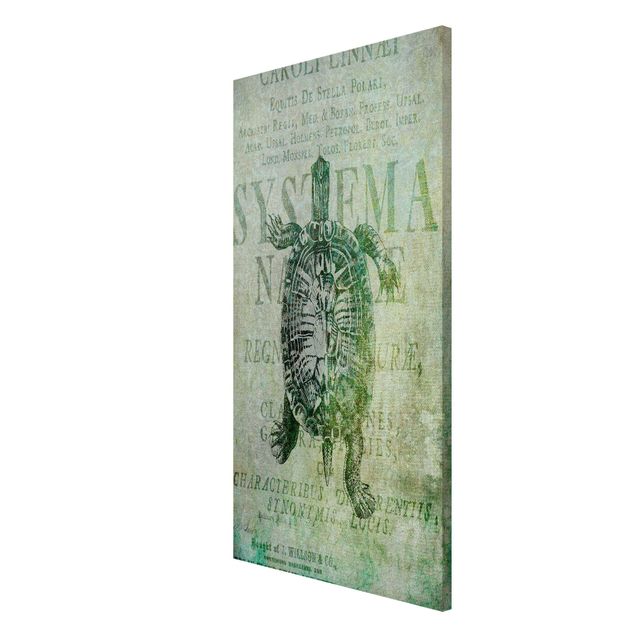 Lavagna magnetica - Vintage collage - Antique Turtle - Formato verticale 4:3