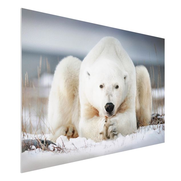stampe animali Orso polare contemplativo