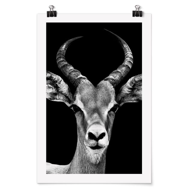 Poster - Impala Antelope bianco e nero - Verticale 3:2
