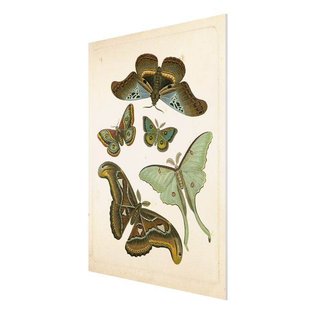 Stampa su Forex - Vintage Illustrazione di farfalle esotiche II - Verticale 4:3