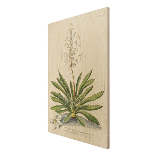 Stampa su legno - Vintage botanica Yucca - Verticale 3:2