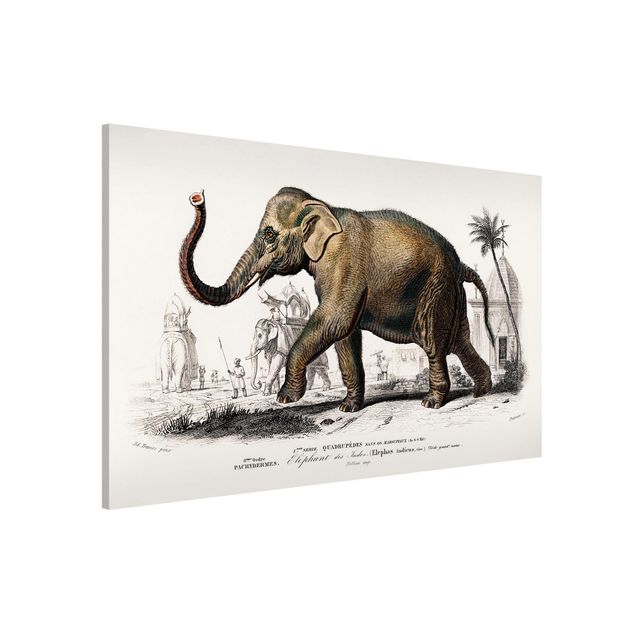 stampe animali Bacheca vintage Elefante