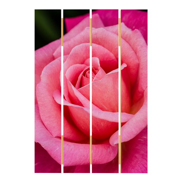 Stampa su legno - Pink Rose Bloom Contro Verde - Verticale 3:2