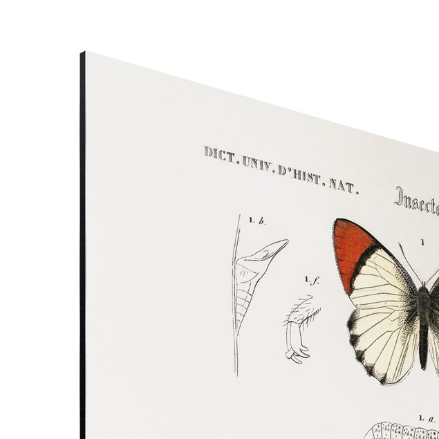 Stampa su alluminio spazzolato - Vintage Consiglio Farfalle II - Verticale 3:2