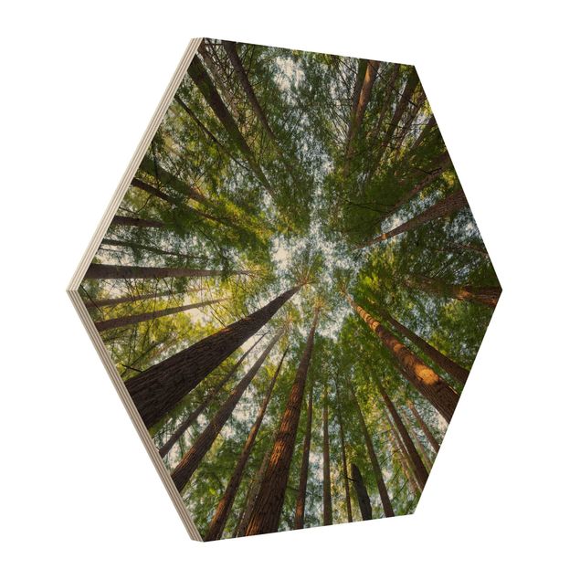 Esagono in legno - Tops Sequoia