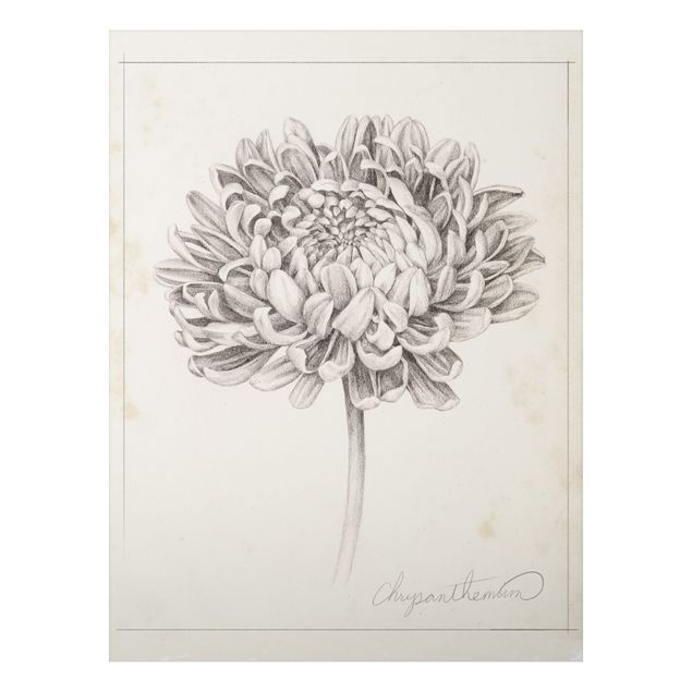 Stampa su alluminio spazzolato - Botanical Study II Crisantemo - Verticale 4:3