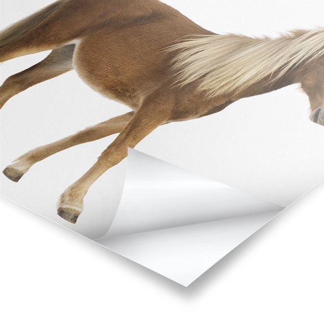 Poster - pony - Quadrato 1:1