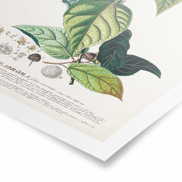 Poster - Vintage botanica cacao - Verticale 3:2