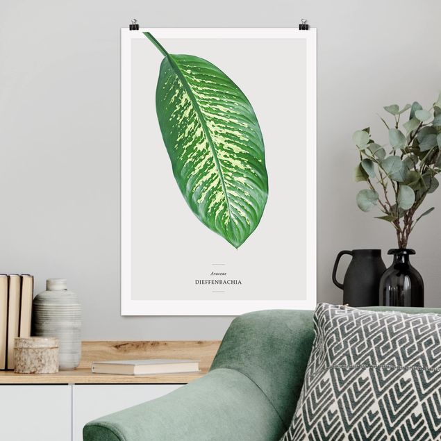 Poster illustrazioni Dieffenbachia a foglie tropicali