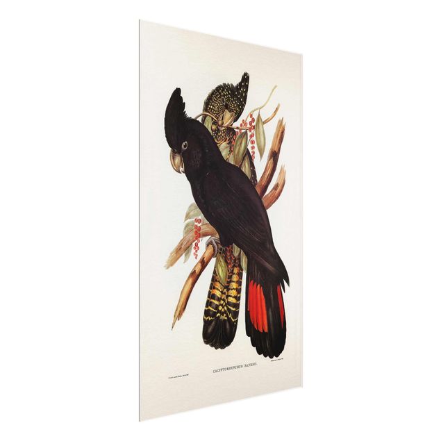 Quadro in vetro - Illustrazione Vintage Black Cockatoo Nero Oro - Orizzontale 2:3