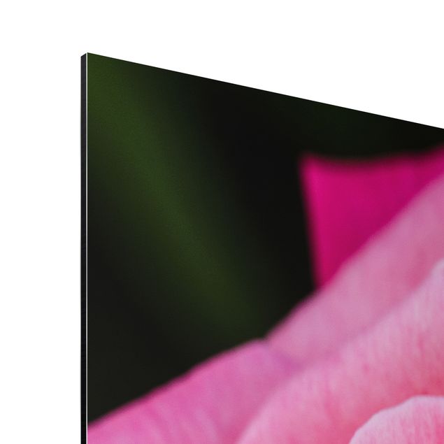 Stampa su alluminio spazzolato - Pink Rose Bloom di fronte al verde - Verticale 4:3