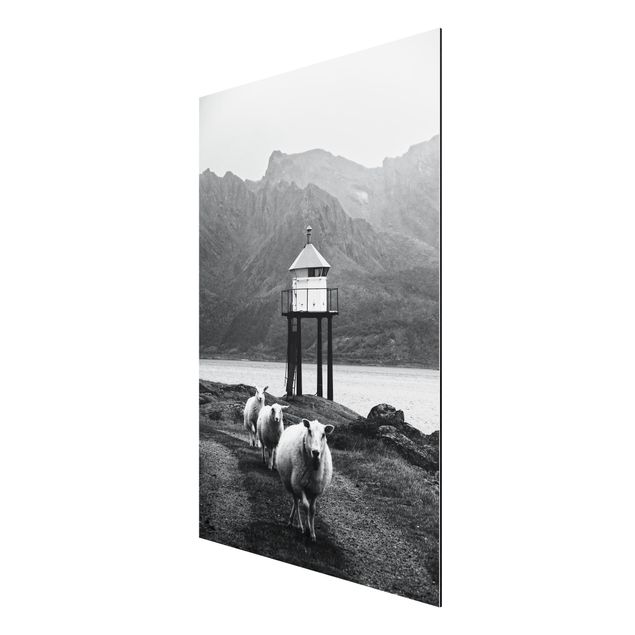 Stampa su alluminio - Tre pecore sulle Isole Lofoten