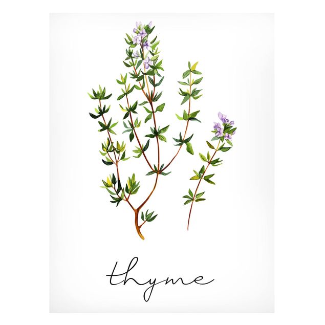 Lavagna magnetica - Illustrazione di erbe aromatiche timo