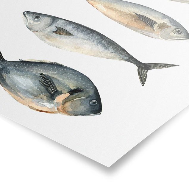 Poster - Quattro pesci in acquerello I - Quadrato 1:1