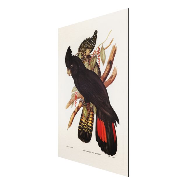 Stampa su alluminio spazzolato - Illustrazione Vintage Black Cockatoo Nero Oro - Verticale 3:2