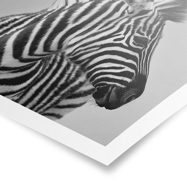 Poster - Zebra Ritratto del bambino II - Quadrato 1:1