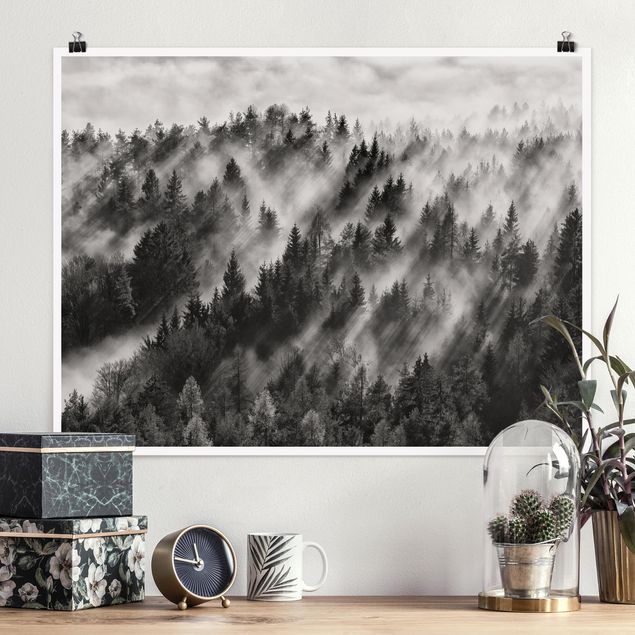 Poster bianco e nero formato orizzontale Raggi di luce nella foresta di conifere