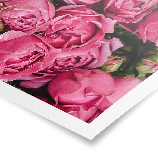 Poster - Peonie rosa - Panorama formato orizzontale