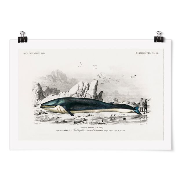 Poster - Vintage Consiglio Blue Whale - Orizzontale 2:3