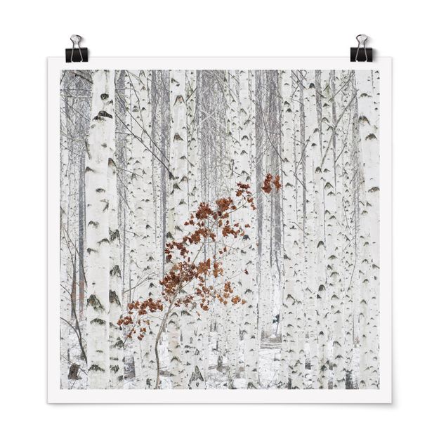 Poster - Birch alberi in autunno - Quadrato 1:1