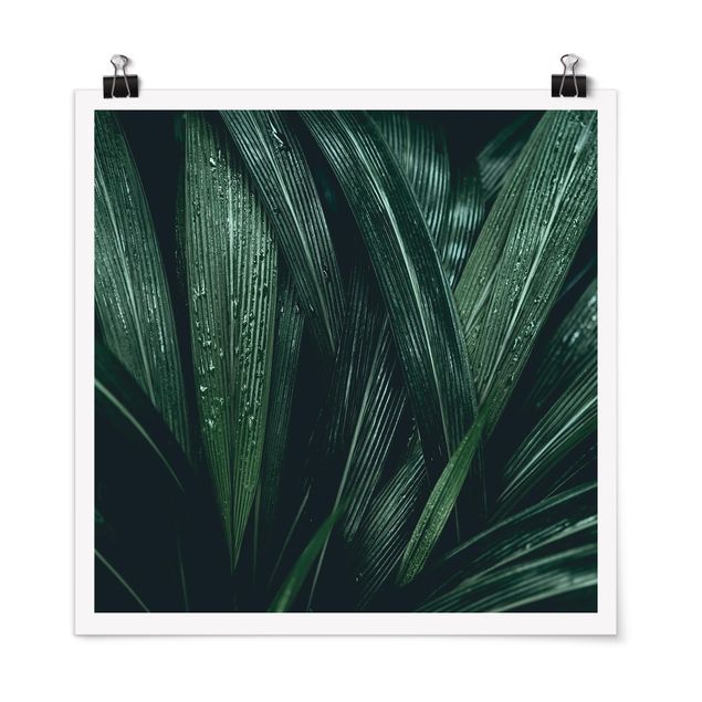 Poster - Verdi foglie di palma - Quadrato 1:1