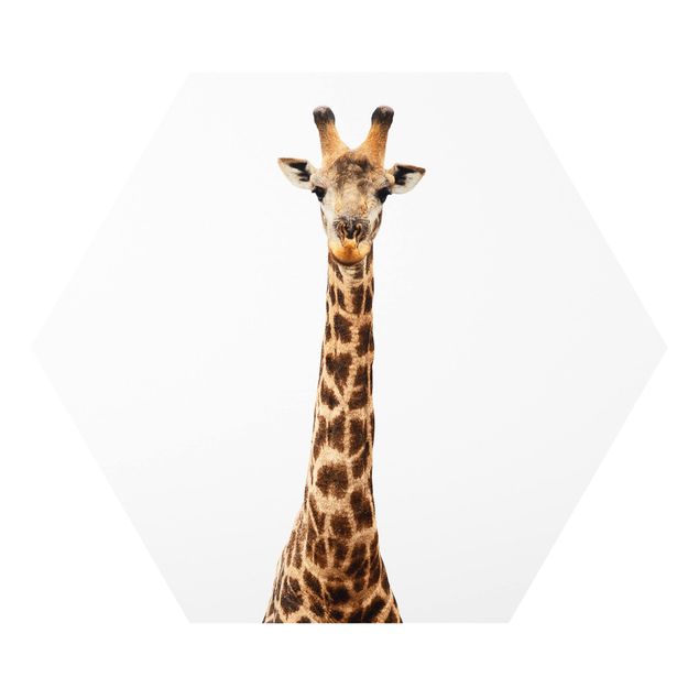 Esagono in forex - Capo della giraffa